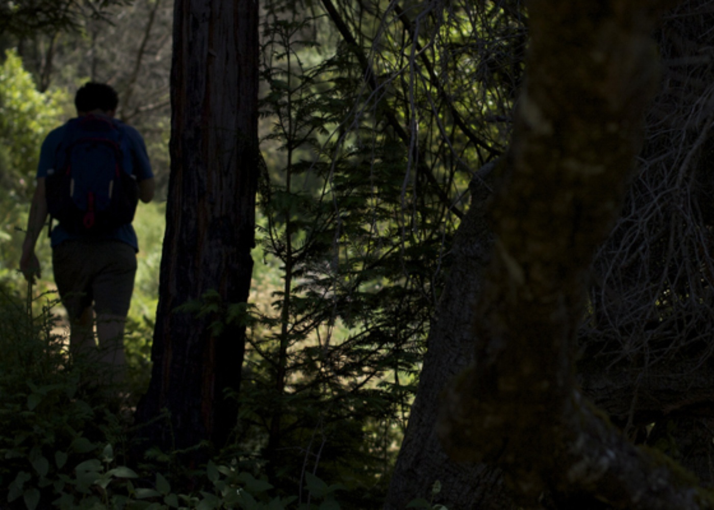 Hiking the woods